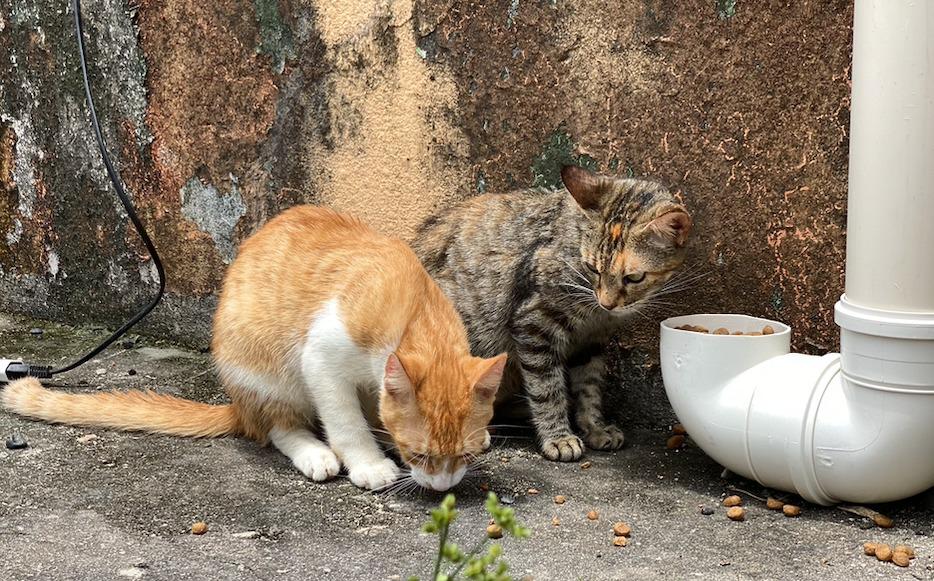 A deputada e protetora dos animais, assim que tomou conhecimento, impetrou um mandado de segurança, na condição de advogada, para que fosse suspensa a decisão arbitrária dada a favor da juíza. | Foto: Divulgação
